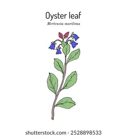 Oyster leaf, or sea bluebells (Mertensia maritima), edible plant. Hand drawn botanical vector illustration