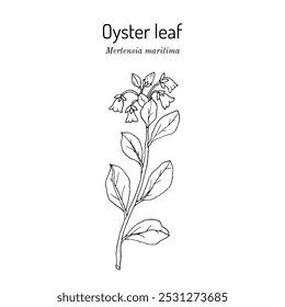 Oyster leaf, or sea bluebells (Mertensia maritima), edible plant. Hand drawn botanical vector illustration