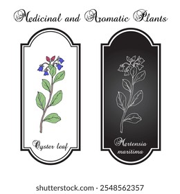 Oyster leaf, or sea bluebells (Mertensia maritima), edible plant. Hand drawn botanical vector illustration