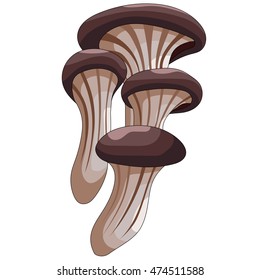 Oyster mushroom