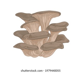 Oyster mushroom or fungus. Bunch pleurotus ostreatus. Raw forest edible fungi. Natural organic vegetarian food. Colored hand-drawn vector illustration isolated on white background