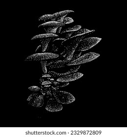 oyster mushroom hand drawing vector isolated on black background.