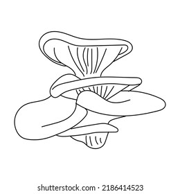 Oyster mushroom. Hand drawn mushroom Isolated on white background. Edible forest mushrooms. Line art Oyster mushroom. Vector illustration.