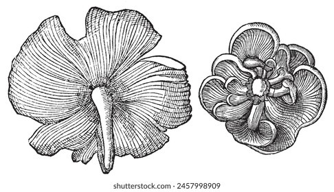 Oyster mushroom. Hand drawn oyster mushrooms. Isolated sketch on white background. Vector illustration. Engraved style vegetable drawing. Botanical collection art.