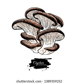 Oyster mushroom hand drawn vector illustration. Sketch food drawing isolated on white background. Organic vegetarian product. Great  for menu, label, product packaging, recipe