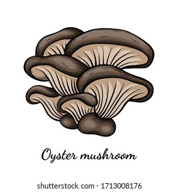 Oyster mushroom hand drawn vector illustration. Sketch style drawing isolated on white background with sliced pieces. Organic vegetarian object for menu, label, recipe, product packaging