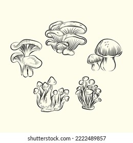 Oyster mushroom hand drawn vector illustration. Vector food drawing isolated on white background. Organic vegetarian product. Great for menu, label, product packaging, recipe. Common edible mushroom