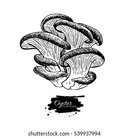 Oyster Mushroom Hand Drawn Vector Illustration. Sketch Food Drawing Isolated On White Background. Organic Vegetarian Product. Great  For Menu, Label, Product Packaging, Recipe