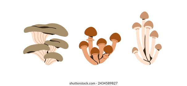 Oyster mushroom, honey fungus, shimeji. Autumn fall edible fungi clusters, bunches set. Natural vegetarian forest food plants. Botanical flat vector illustrations isolated on white background