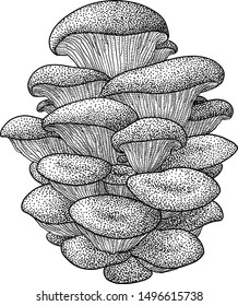 Oyster mushroom illustration, drawing, engraving, ink, line art, vector