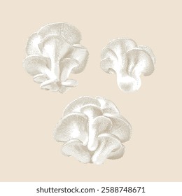 Oyster mushroom illustration, line drawing on a beige background.