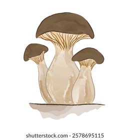 oyster mushroom illustration three mushrooms