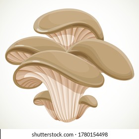 Oyster mushroom isolated on white background