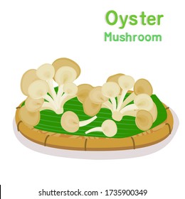 Oyster Mushroom on Background Vector