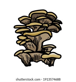 Oyster mushroom, Set of Oyster mushroom on white background. Oyster mushroom vector illustration.