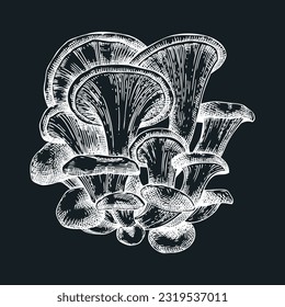 Oyster mushroom sketch. Hand drawn edible fungus illustration. Fungal protein, mycoprotein source, plant-based product ingredient, healthy food design element. Forest plant on chalkboard