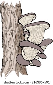 Oyster mushroom vector illustration for any use