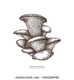 Oyster mushroom vector illustration. Hand drawn food drawing. Edible mushroom sketch. Organic vegetarian product. Perfect for recipe, menu, label, icon, packaging, Vintage mushrooms collection