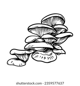 Oyster mushroom. Vector illustration of mushrooms.