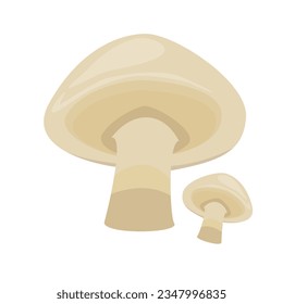 Oyster mushroom for vegetable illustration