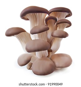 Oyster mushrooms