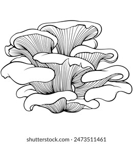 Oyster mushrooms bunch. Forest wood edible mushroom. Vector illustration in hand drawn sketch doodle style. Line art graphic healthy vegetarian food isolated on white. Design for coloring book