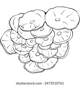 Oyster mushrooms bunch top view. Forest wood edible mushroom. Vector illustration in hand drawn sketch doodle style. Line art graphic vegetarian food isolated on white. Design for coloring book