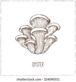 Oyster, Mushrooms collection. Healthy vegetarian food. Vintage black and white illustration in the style of engravings. Hand drawn food vector background.