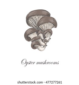 Oyster mushrooms. Colored oyster mushrooms.  Sketch vector illustration.