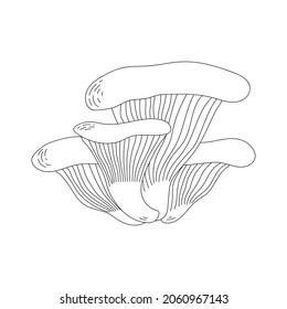 Oyster mushrooms. Doodle style. Line art. Isolated vector illustration. 