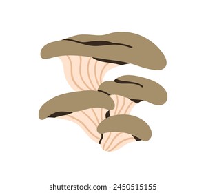 Oyster mushrooms group. Edible fungi bunch, cluster with gilled caps, stipe. Autumn forest food, fall fungus. Pleurotus ostreatus. Flat graphic vector illustration isolated on white background