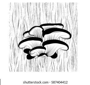 Oyster mushrooms grow on a tree, the wood texture