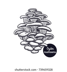 Oyster mushrooms. Hand drawing. Style Vintage engraving. Vector illustration art. Black and white. Isolated objects of nature. Cooking food design for menu, store signs, markets.