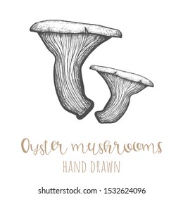 Oyster mushrooms hand drawn vector illustration, isolated drawing.