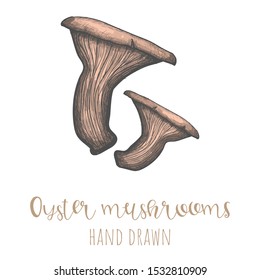 Oyster mushrooms hand drawn vector illustration, isolated drawing.