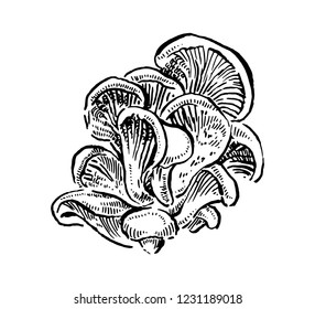 Oyster mushrooms. Hand drawn vintage vector illustration.
