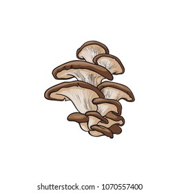 Oyster mushrooms icon. Hand drawn edible fungus. Sketch style natural organic vitamin food. Healthy vegetarian gourmet ingredient. Vector isolated illustration