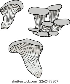 Oyster mushrooms on a white background. Vector image.