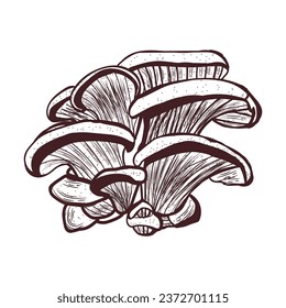 Oyster mushrooms on white background