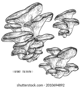 Oyster mushrooms set. Vector illustration of mushrooms on white background. Hand drawn style