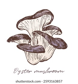 Oyster mushrooms sketch drawing, hand drawn vector illustration