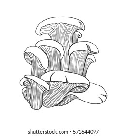 Oyster mushrooms sketch, hand drawing graphic isolated vector illustration on white background, ecology logo 