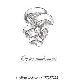 Oyster mushrooms. Sketch vector illustration. The best autumn oyster mushrooms 