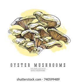 Oyster Mushrooms Vector Color Sketch Illustration. Edible Mushroom Isolated On White Background, Watercolor Imitation.