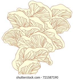 Oyster mushrooms. Vector hand drawn illustration.