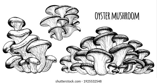 Oyster mushrooms Vector illustration hand drawn, family of edible mushrooms, graphic drawing with lines, Healthy organic food, vegetarian food, fresh mushrooms isolated on white background