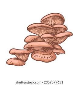 Oyster mushrooms. Vector illustration of mushrooms isolated on a white background.