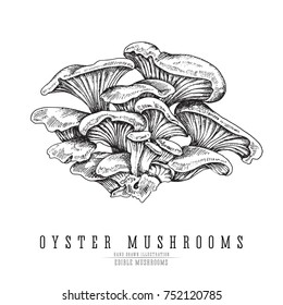 Oyster mushrooms vector sketch collection. Edible mushroom isolated engraving on white background.