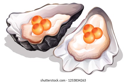 Oyster on white background illustration