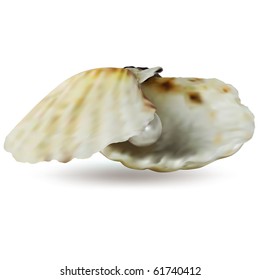 Oyster with pearl vector isolated on white mesh